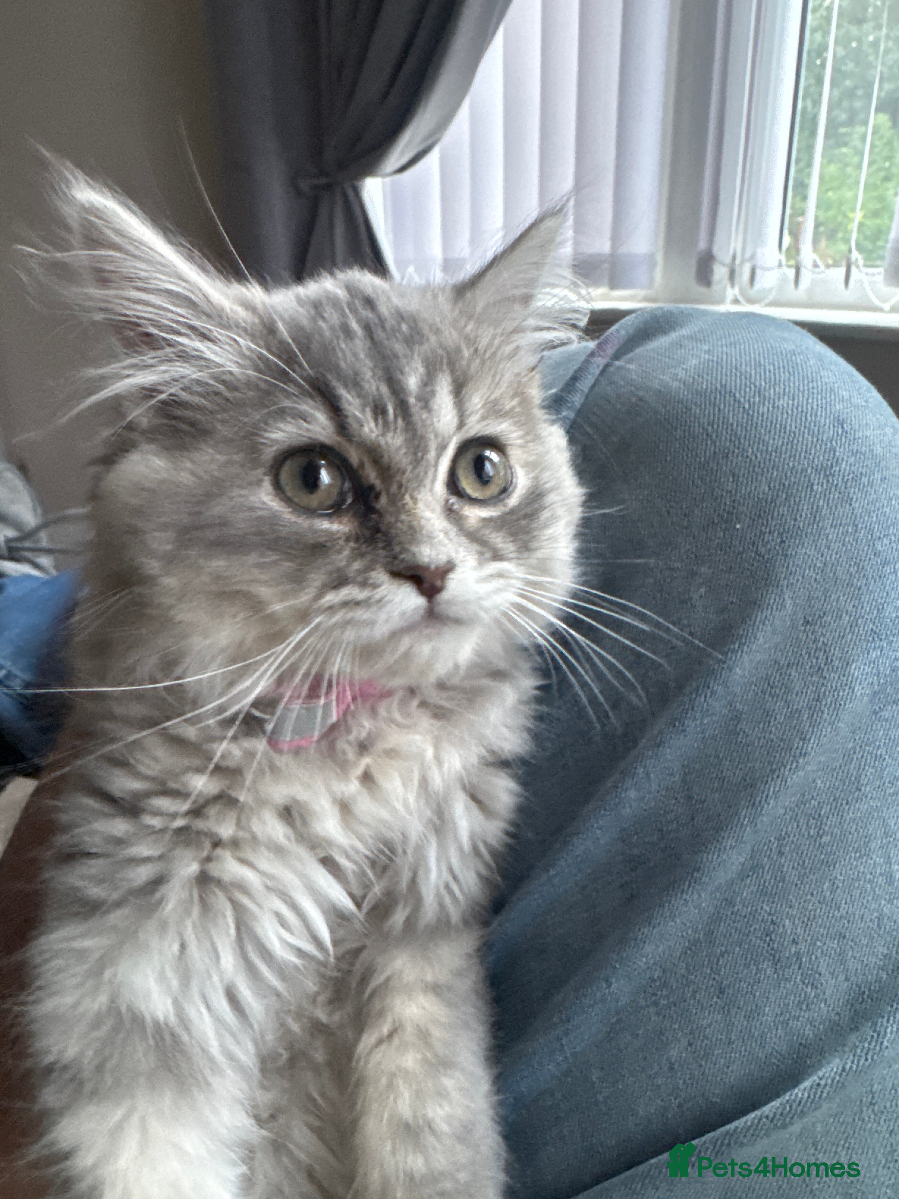 Maine Coon cats Beautiful Grey Maine Coon Kitten – 13 Weeks Old - Advert 2