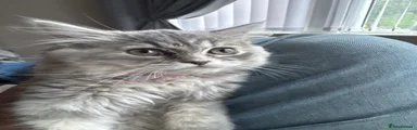 Maine Coon 1
