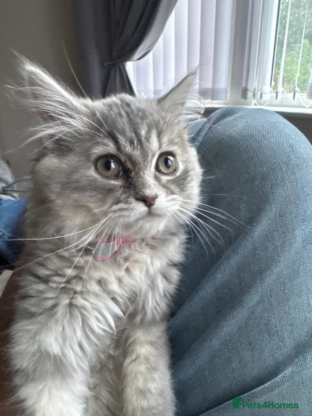 Maine Coon cats for sale: Beautiful Grey Maine Coon Kitten – 13 Weeks Old in Leigh - Advert 2