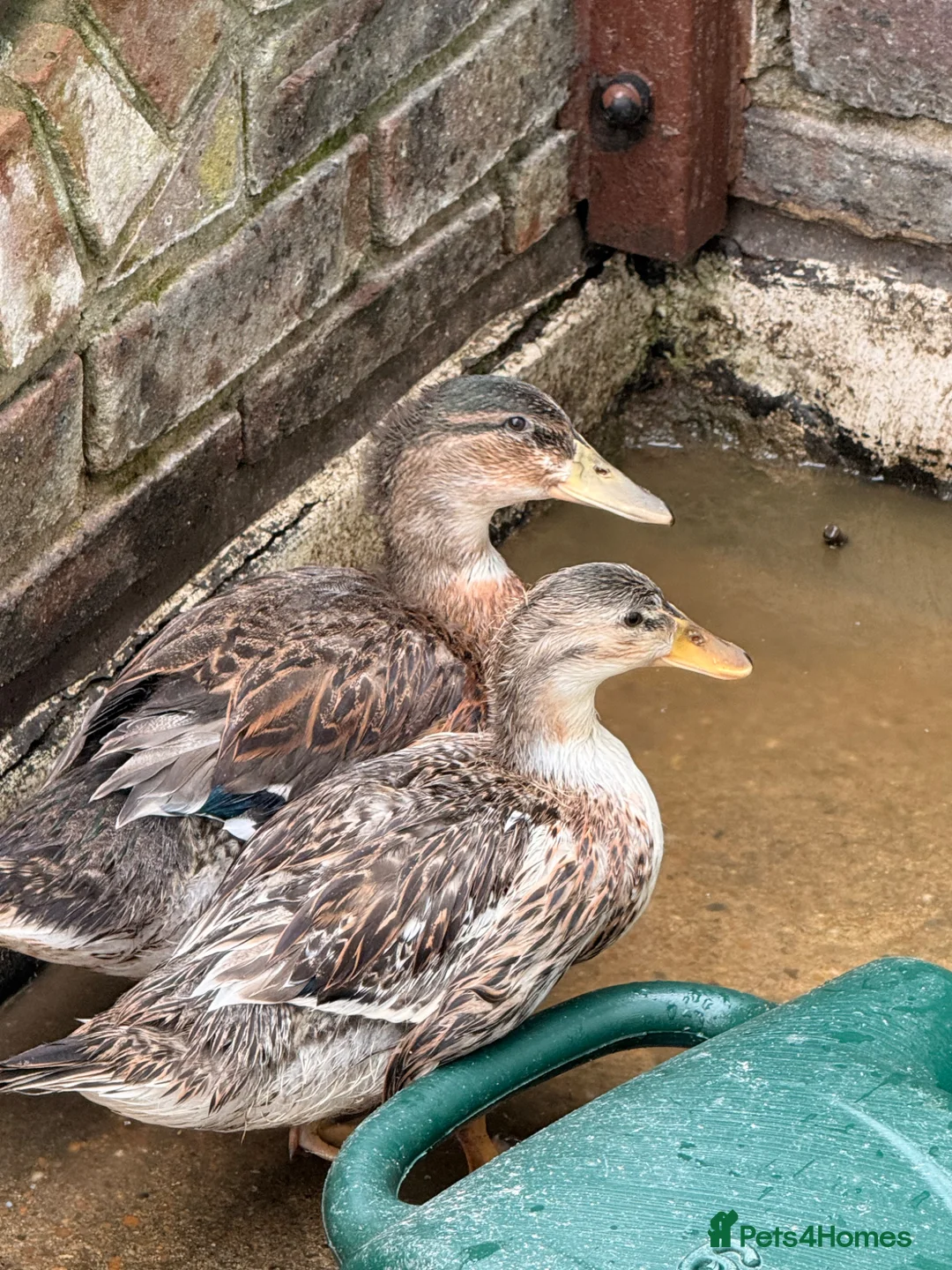 Ducks poultry for sale:  Two Friendly & Healthy Ducks  - Advert 2