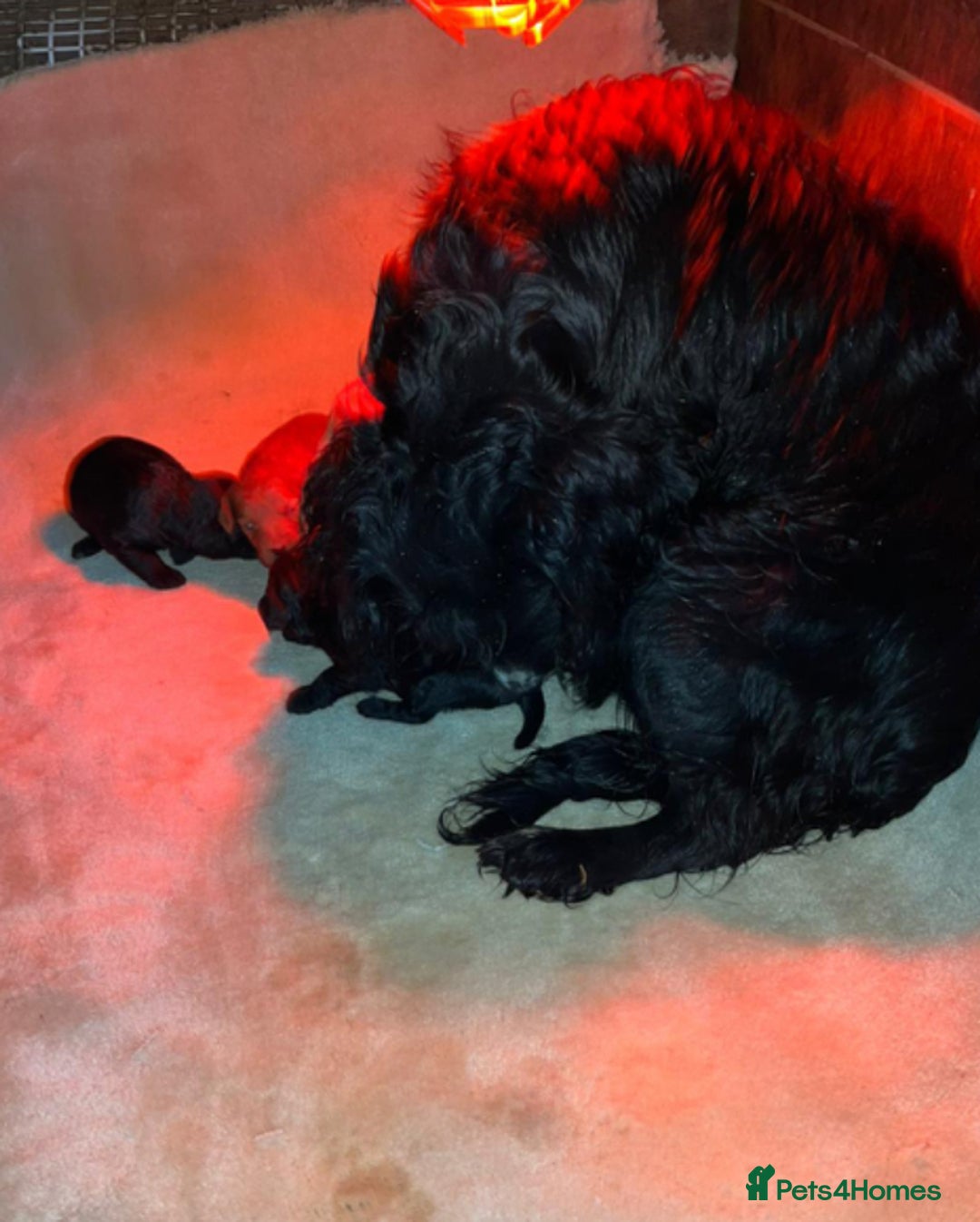 Cockapoo dogs for sale: Tiny cockapoo puppies - Advert 2