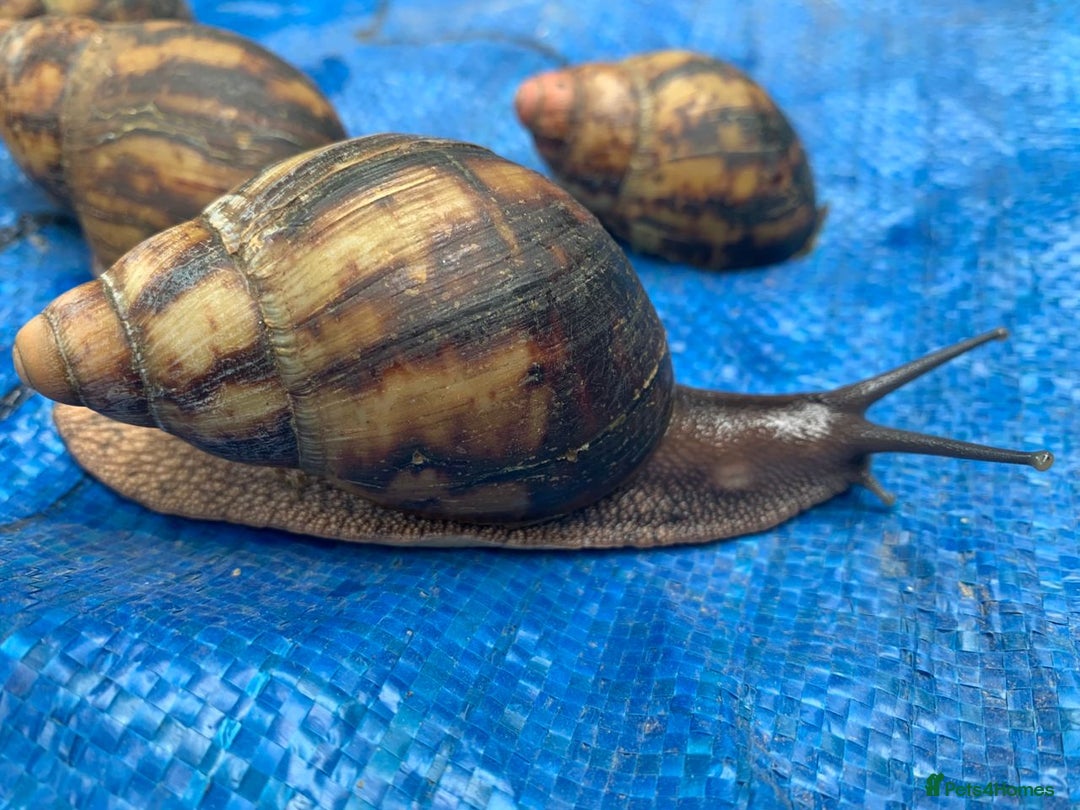Snails invertebrates for sale: African Giants Land Snails  - Image 3