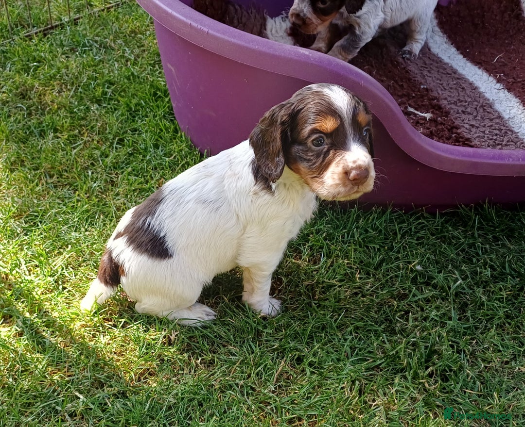 Cocker Spaniel dogs for sale: Working cocker spaniel pups  - Image 3