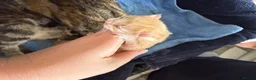 Mixed Breed cats for sale: Two Ginger Male Kittens  in Bicester - Advert 15