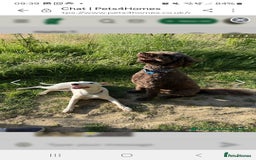 Mixed Breed dogs for sale: Rehome Mavis - Image 8