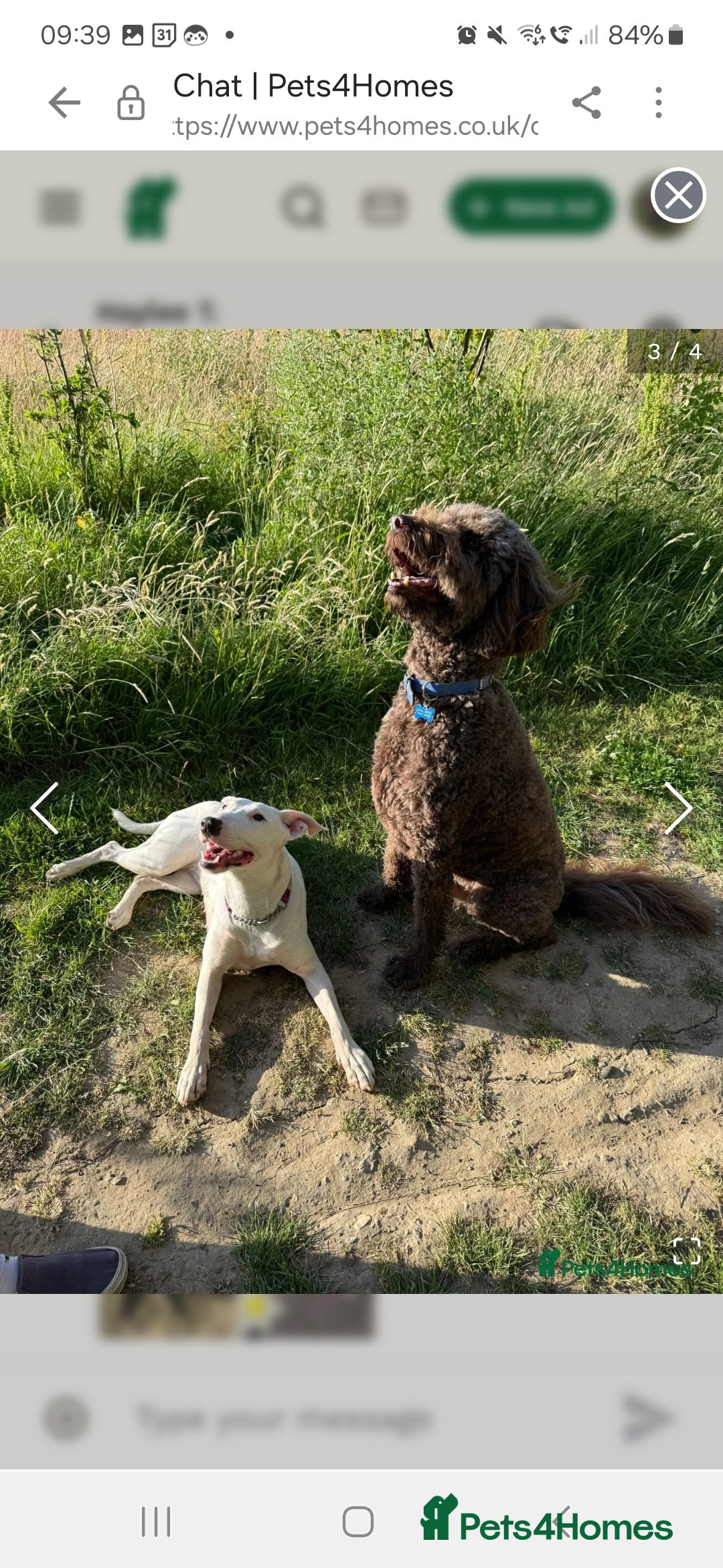 Mixed Breed dogs for sale: Rehome Mavis - Image 8