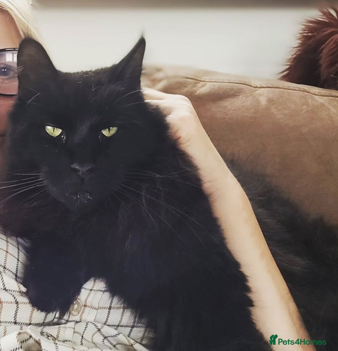 Maine Coon cats for sale: 5 year old MC to re rehomed - Image 3