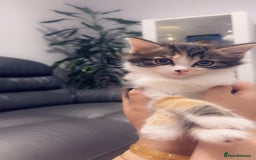 Mixed Breed cats for sale: Maximum  - Image 1