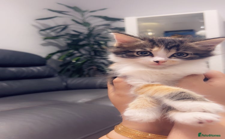 Mixed Breed cats - Advert 5