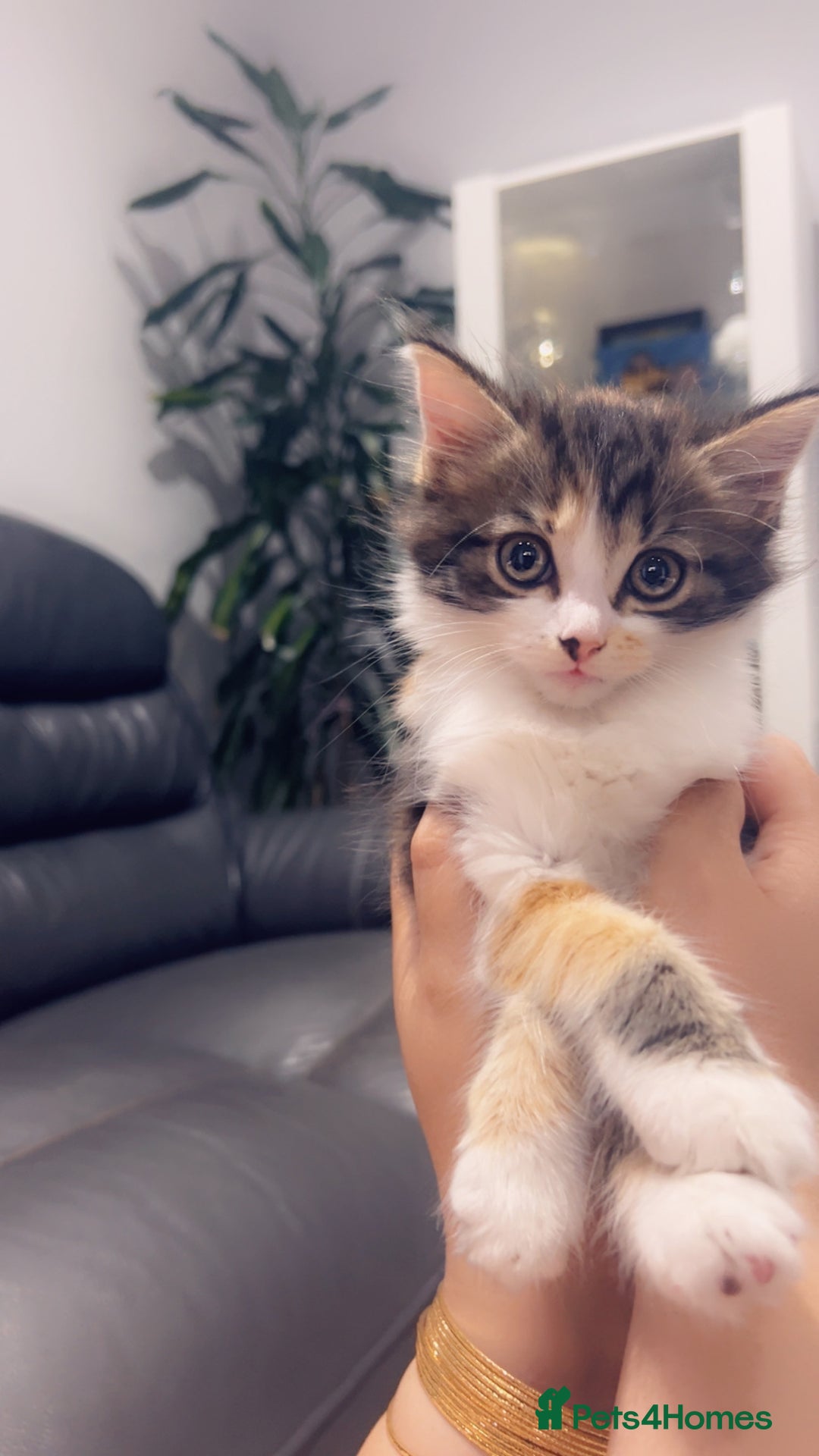 Mixed Breed cats for sale: Maximum  - Image 1