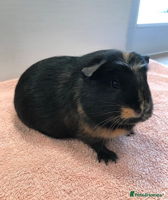 Guinea Pig rodents Pet Pair Singles Boars and a Sow - Advert 9