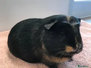 Guinea Pig rodents Pet Pair Singles Boars and a Sow - Advert 11