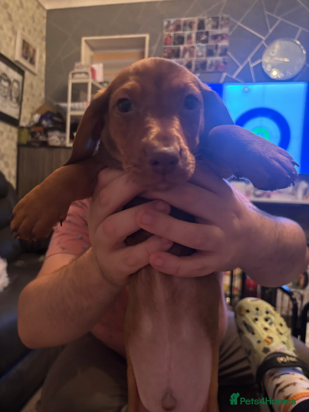 Dachshund dogs for sale: Dachshund choc-based-red puppies available now!! - Advert 6