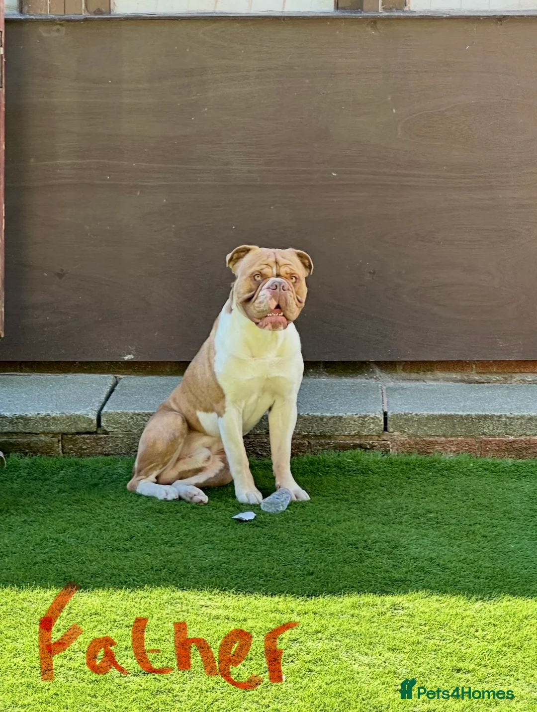 Old Tyme Bulldog dogs for sale: Pregnancy confirmed Old Tyme Bulldog Puppies  - Advert 4