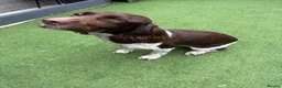 English Springer Spaniel dogs for sale: OUR GORGEOUS BOY DEXTER LOOKING FOR A SPECIAL HOME - Advert 3
