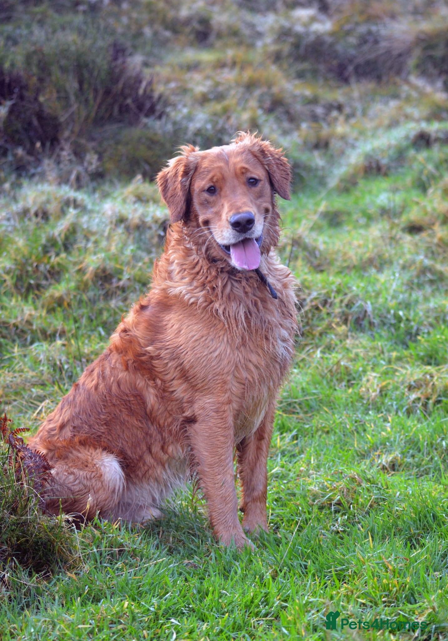 Golden Retriever dogs Raystone Westnab (Chase), Working, Family Pet  - Advert 1