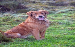 Golden Retriever dogs for stud: Raystone Westnab (Chase), Working, Family Pet  - Advert 1