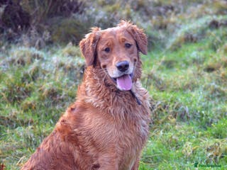 Golden Retriever dogs Raystone Westnab (Chase), Working, Family Pet - Advert 11