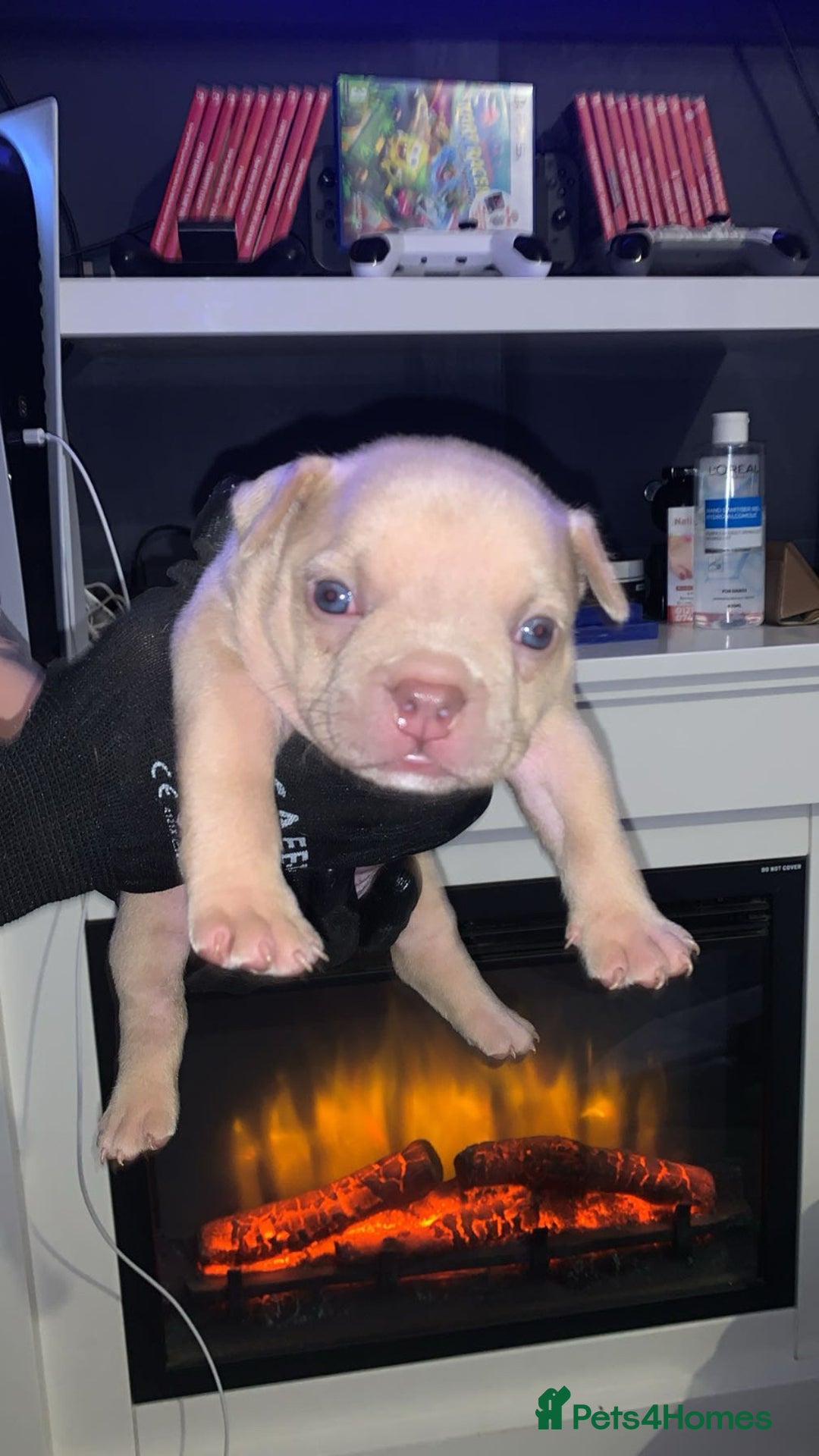 American Bully dogs for sale: Pocket bully puppies for sale  - Image 8