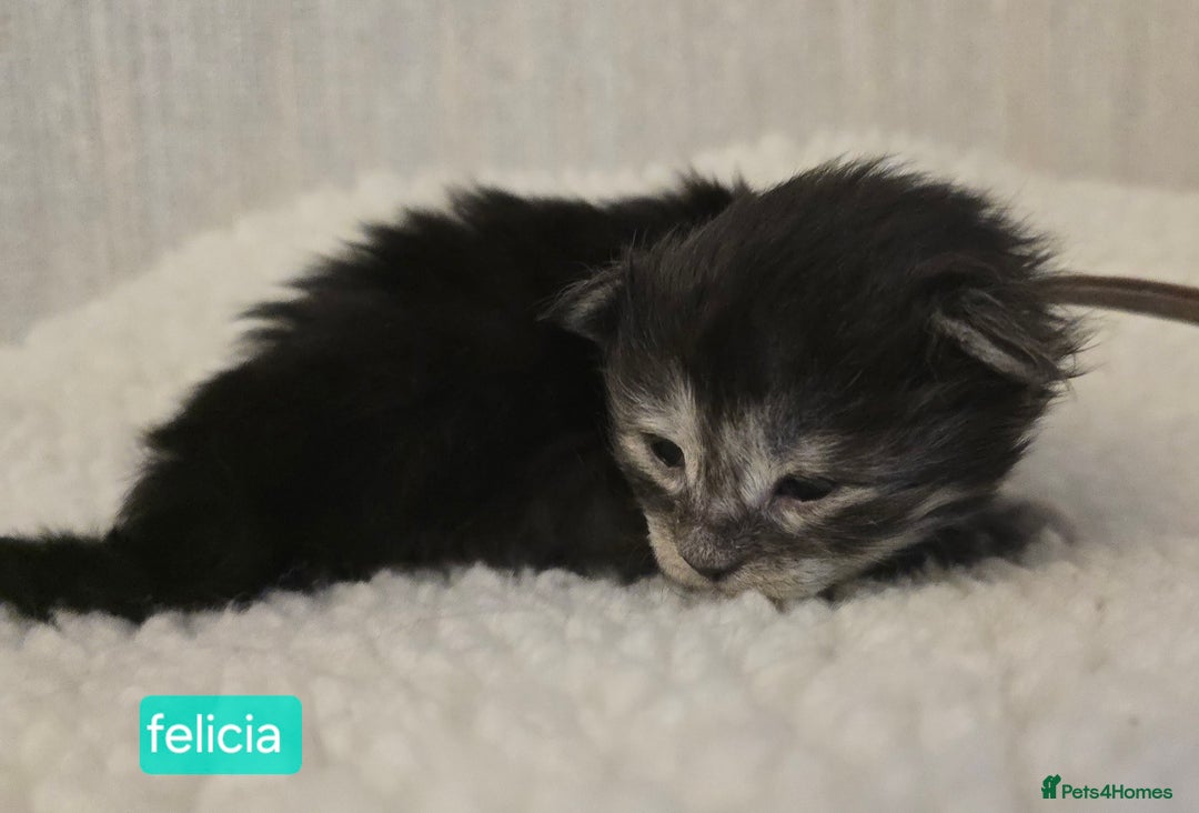 Maine Coon cats for sale: Maine Coon Kittens Smokes Large Russian Lines - Image 13