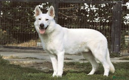 German Shepherd dogs for stud: Proven White Shepherd Dog ~ Frozen Semen Available - Image 3