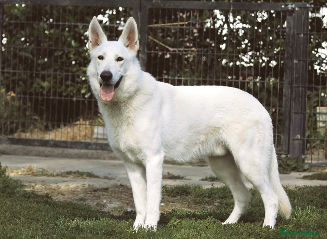 German Shepherd dogs for stud: Proven White Shepherd Dog ~ Frozen Semen Available - Image 3