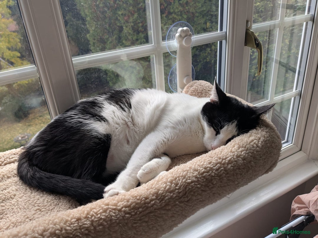 Mixed Breed cats for adoption: 👑 Queen – Indoor Chatty Little Lady - Advert 6