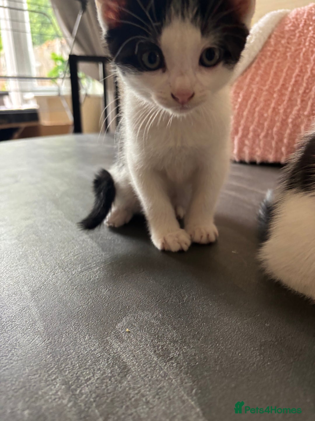 Mixed Breed cats for sale: Kittens for sale - Image 9