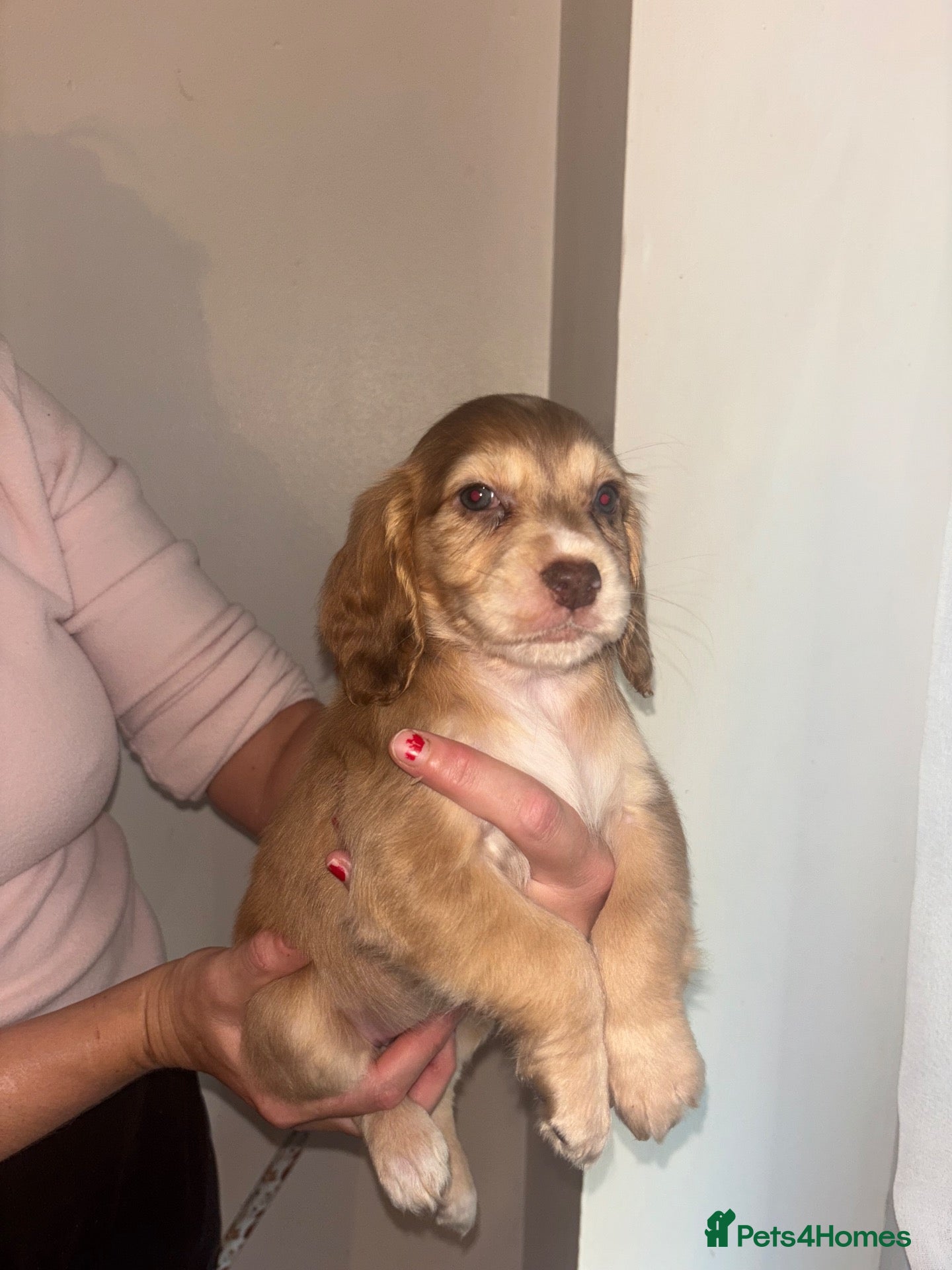 Cocker Spaniel dogs for sale:  🌈 READY TO LEAVE BEAUTIFUL RAINBOW LITTER 🌈 - Advert 4