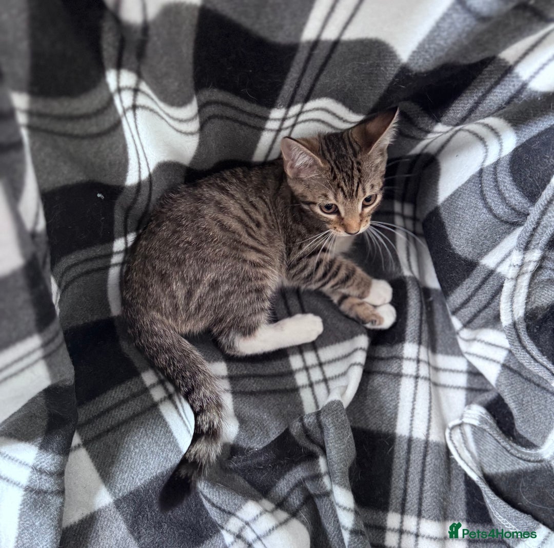 Mixed Breed cats for sale: 4 tabby kittens available  - Image 11