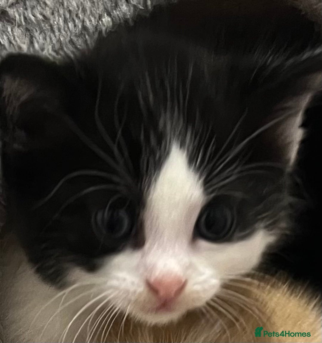 Mixed Breed cats for sale: A Surprise Litter. Dot’s first and last!  - Advert 21