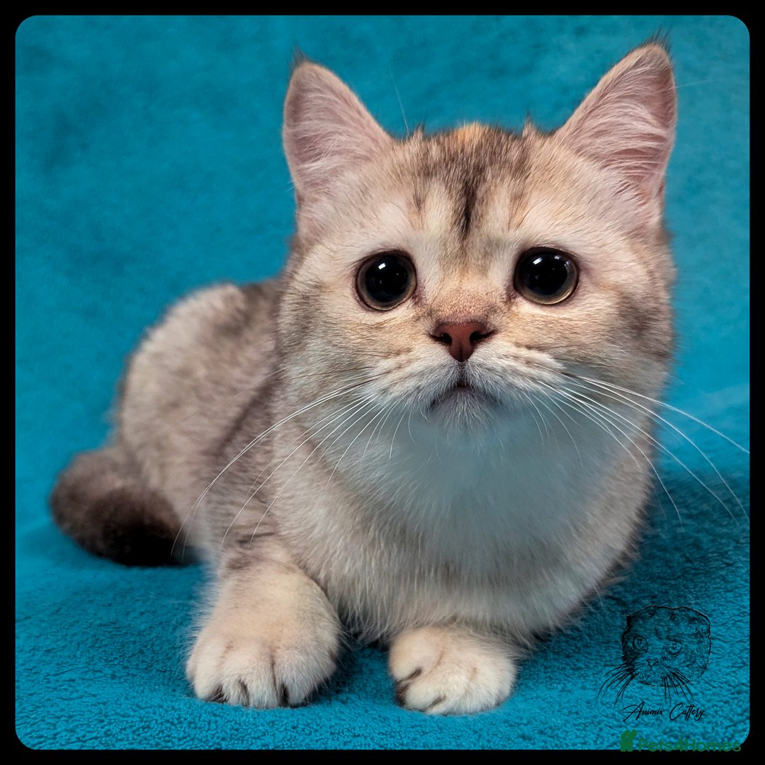 Scottish Fold cats for sale: TICA Registered Scottish kittens - Image 30