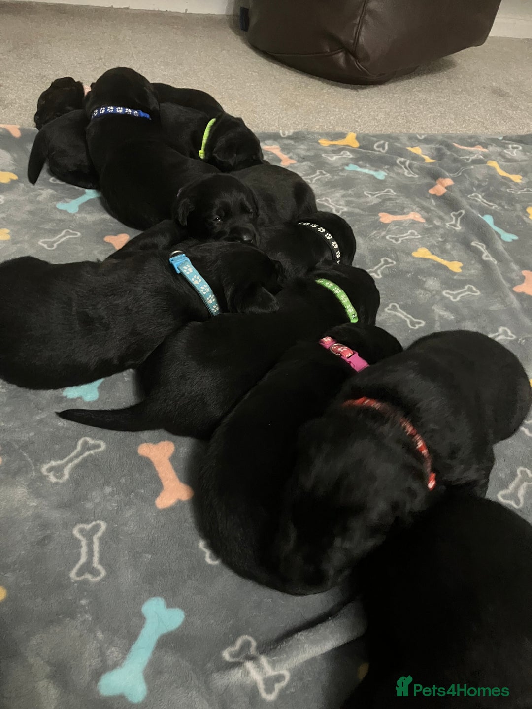 Labrador Retriever dogs for sale: Litter of 10 Beautiful black Puppies - Advert 8
