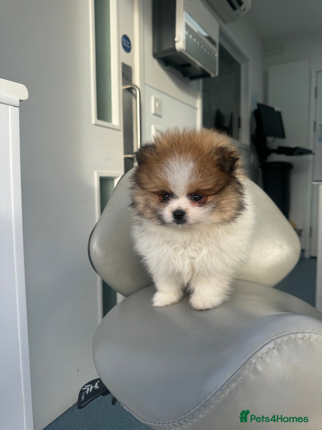 Pomeranian dogs for sale: Unique patterned Pomeranians 🩵 - Advert 5
