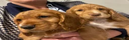 Cocker Spaniel dogs for sale: Terrific Cocker spaniels  - Advert 19