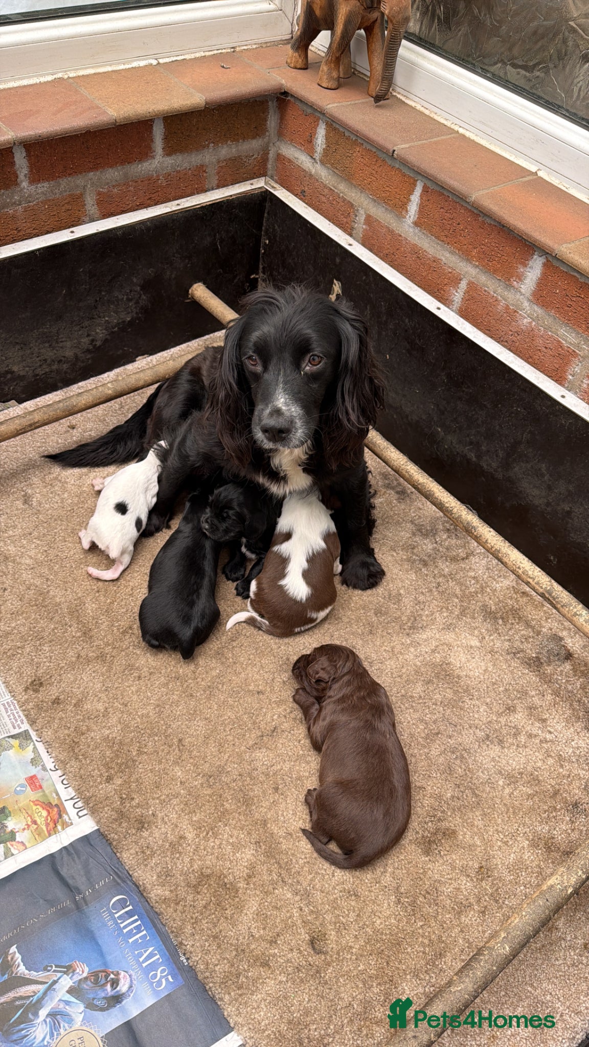 Sprocker dogs Health tested Sprockers (Docked)  - Advert 1