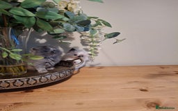 Persian cats for sale: Persian kittens - Image 11