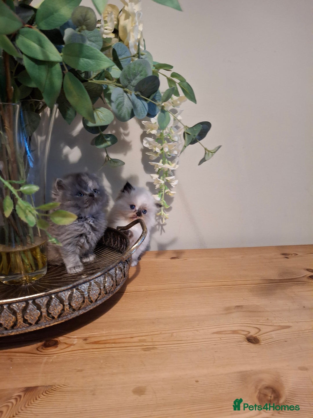 Persian cats for sale: Persian kittens - Image 11