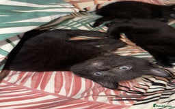 British Shorthair cats for sale: 4 full black cats - Image 2