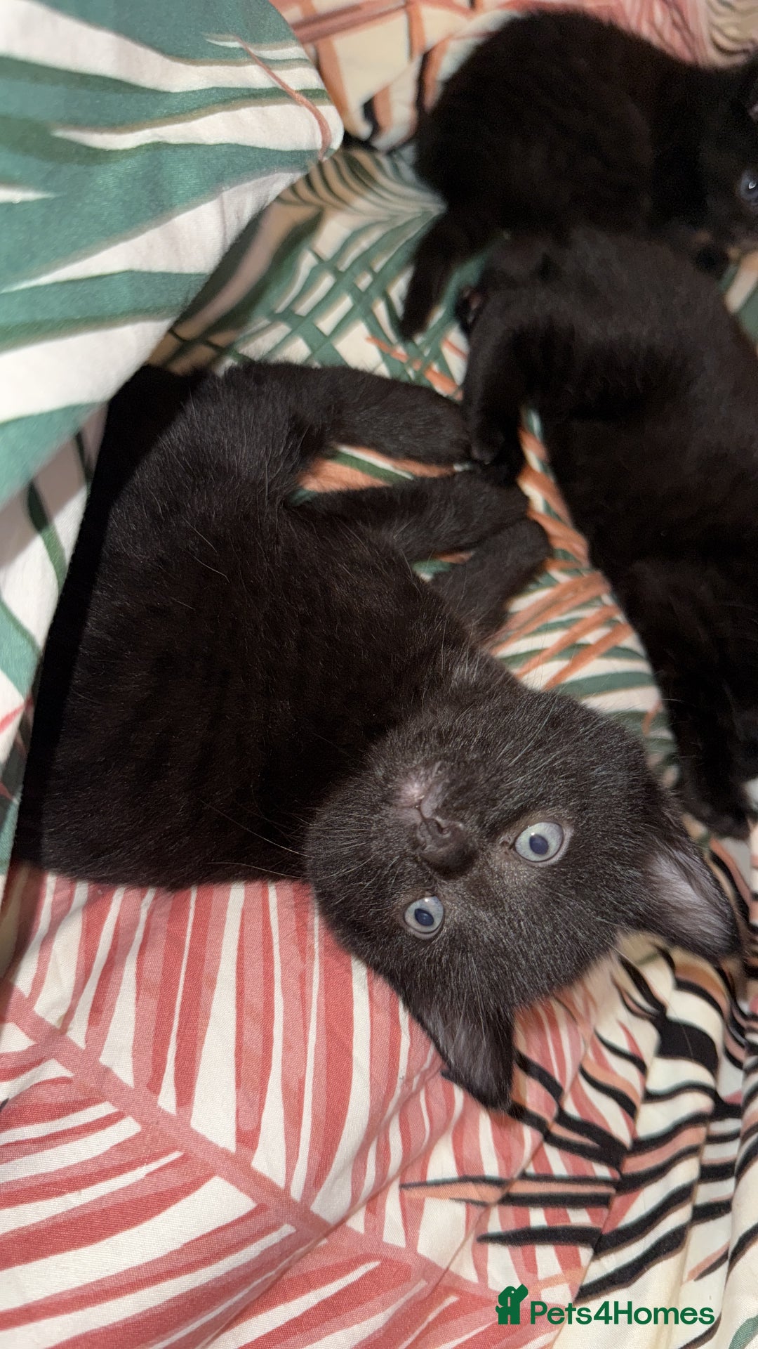 British Shorthair cats for sale: 4 full black cats - Image 2