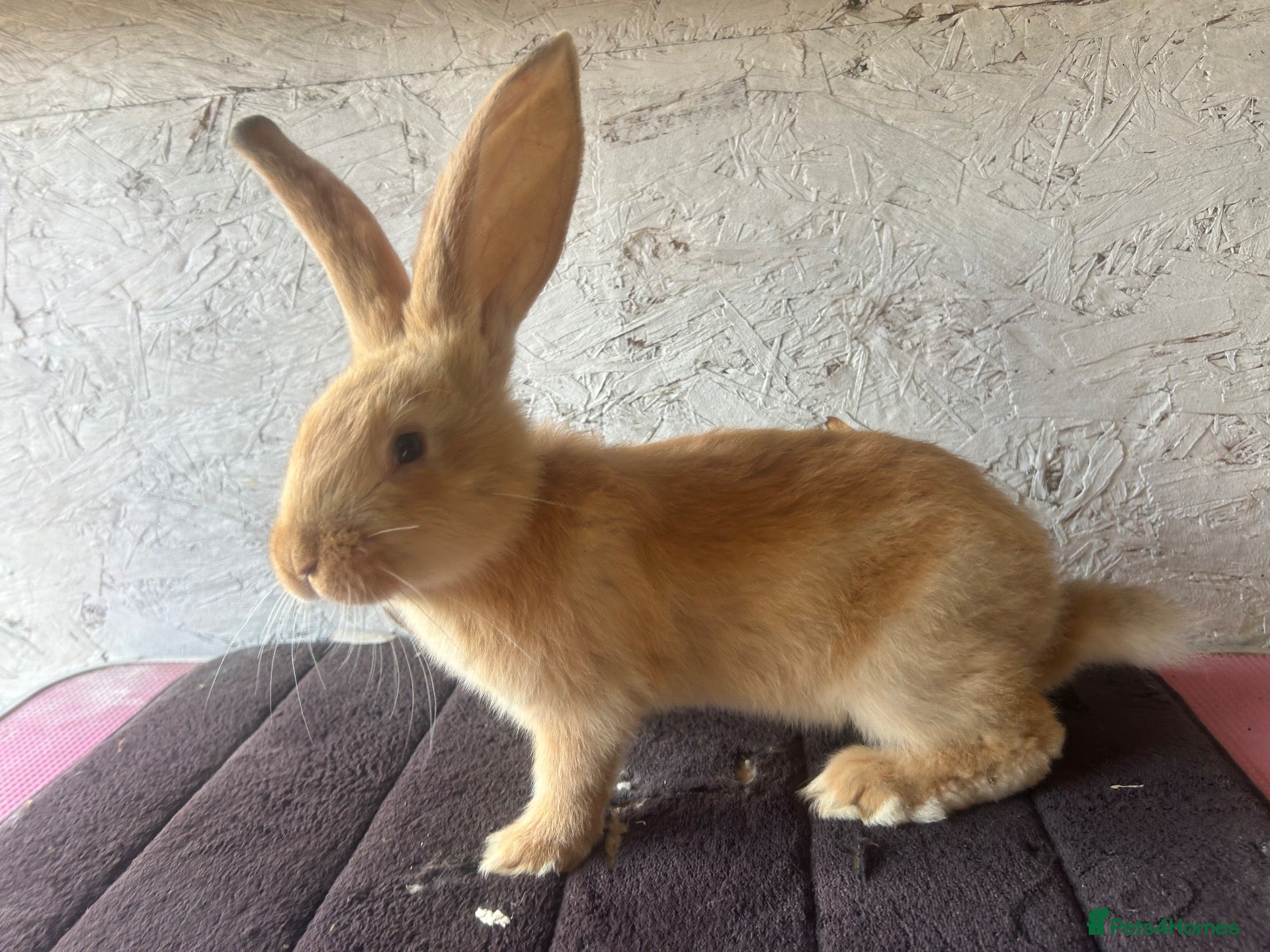 Continental Giant rabbits for sale: Continental giants  - Advert 4