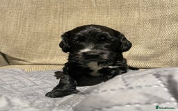 Cockapoo dogs for sale: F1 Cockerpoo pups. KC parents & health tests - Image 6