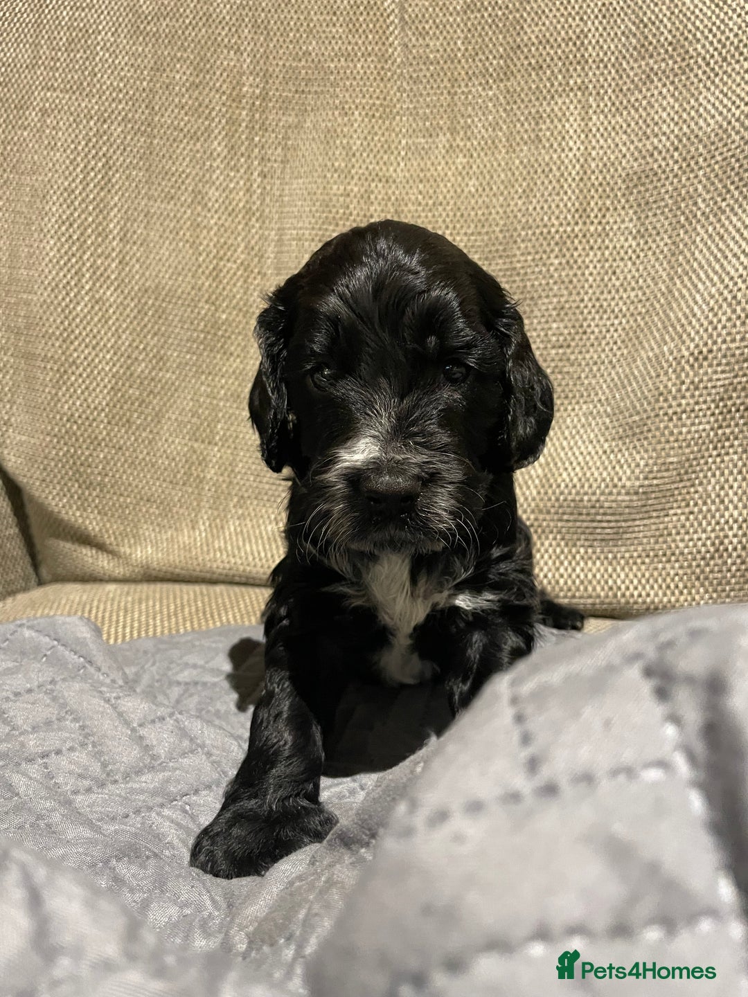 Cockapoo dogs for sale: F1 Cockerpoo pups. KC parents & health tests - Image 6