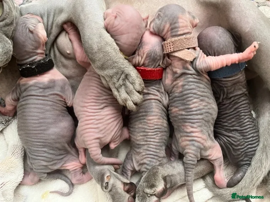 Sphynx cats for sale: Sphynx kittens(expression of interest) - Advert 1