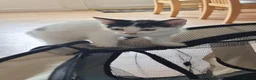 British Shorthair cats for sale: 2 Male Kittens For Sale in Manchester - Advert 4