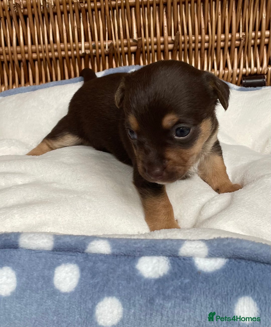 Jack Russell dogs for sale: Rare coloured mini Jack Russells - Image 5