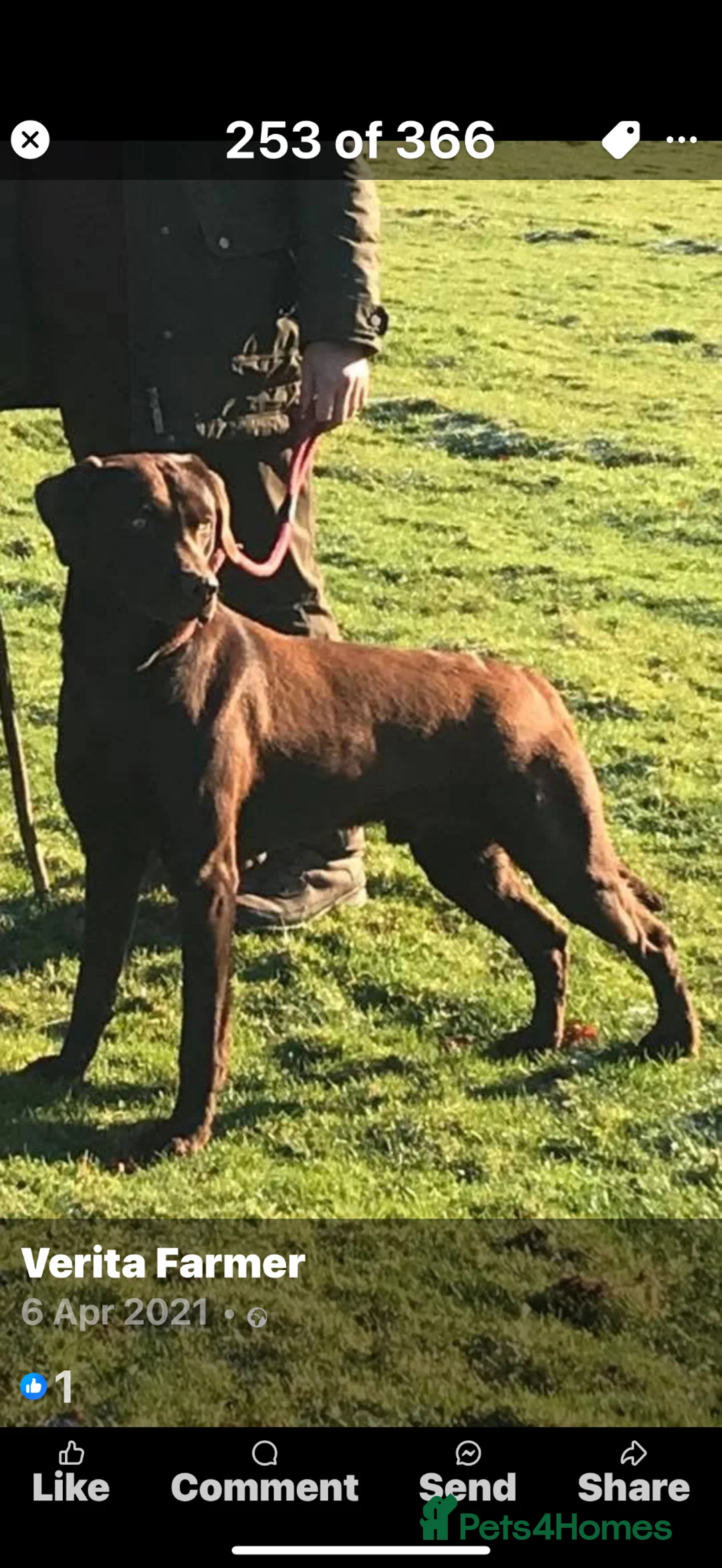 Labrador Retriever dogs for sale: Stunning Labrador puppies  - Advert 8