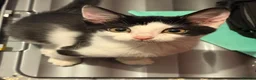 Mixed Breed cats for sale: Kitten needs urgent rehoming in Rushden - Advert 2