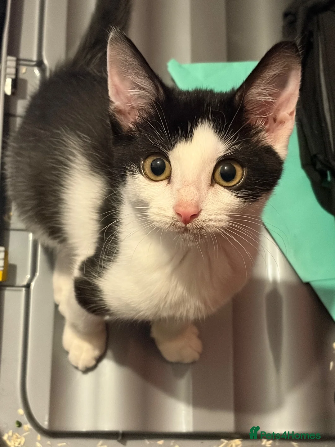 Mixed Breed cats for sale: Kitten needs urgent rehoming in Rushden - Advert 2