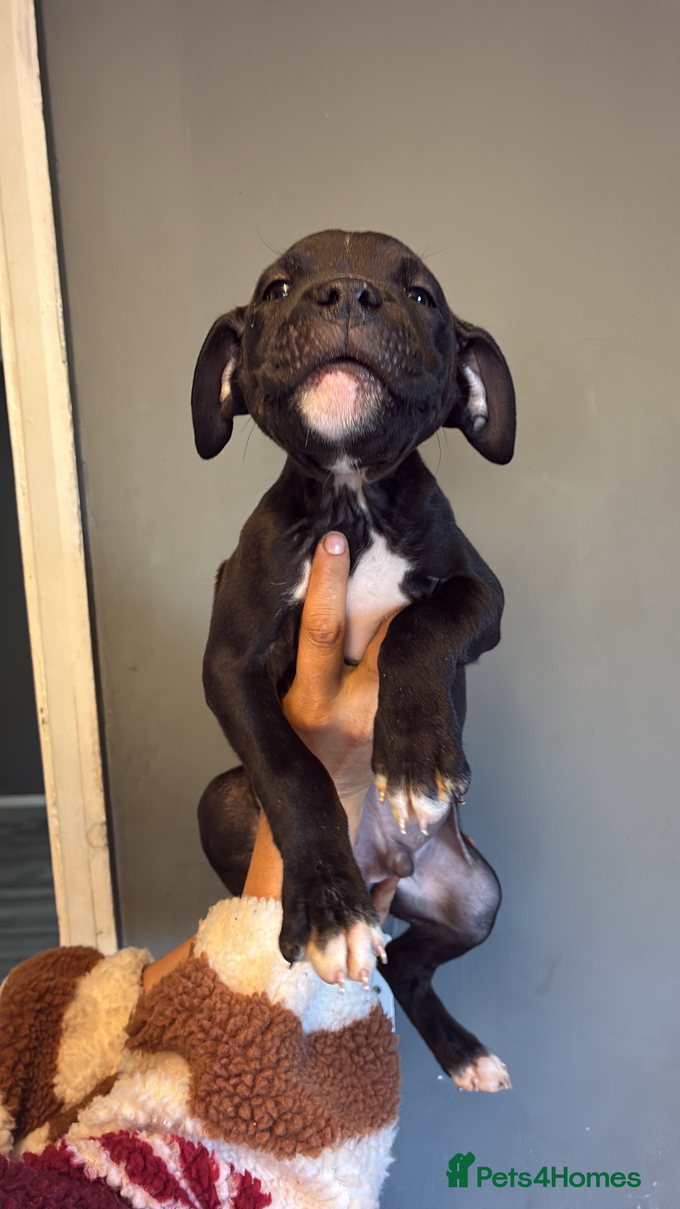 Mixed Breed dogs Cane Corso x staffy - Advert 2